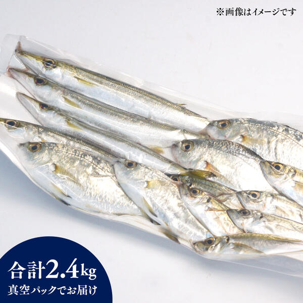 【単月お届け】大和海商の朝どれ鮮魚小魚パック2.4kg N072-YA2241