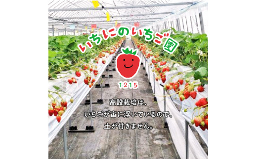 いちご狩り 5品種 食べ放題 50分 ペア 入園券 N085-YB356