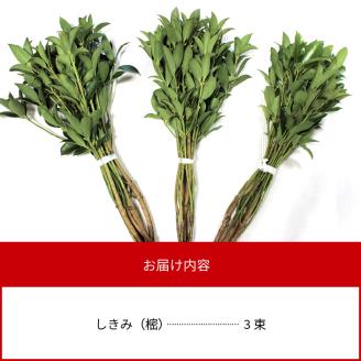 しきみ樒50cm N029-YA0147