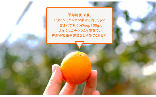 【田口ファミリーファーム】皮ごとぱくっと!完熟きんかん3L　40玉(約1kg)(2026年2月中旬発送開始) N053-YZA157