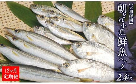 【12ヶ月定期便】大和海商の朝どれ鮮魚小魚パック2.4kg N072-YG0180