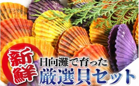 貝類Aセット N014-YZA489