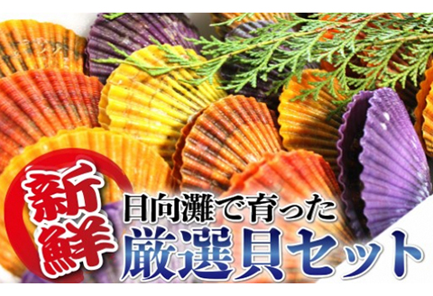 貝類Bセット N014-YZB915