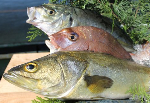 延岡市島浦島育ちの厳選鮮魚セット N015-YZC002