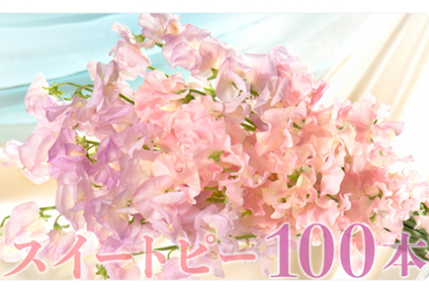 【1月～3月発送】スイートピー100本 N029-YE121