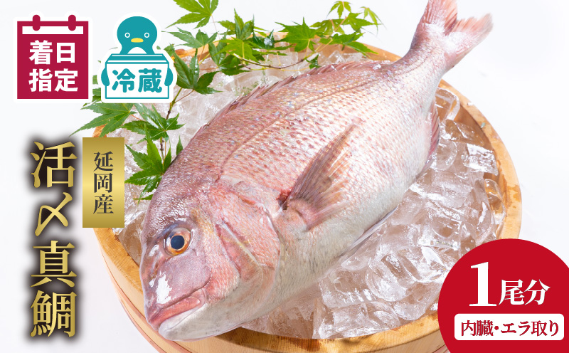 【冷蔵】延岡産活〆鮮魚職人技の脱血鮮魚真鯛１尾分（内臓エラ取り）N019-YA758