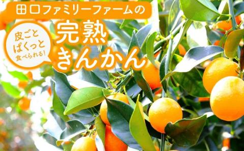 【訳あり】完熟きんかん2Lサイズ約400g×6袋(2026年2月中旬発送開始) N053-YZA548