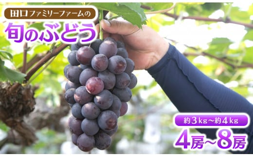 【田口ファミリーファーム】旬のぶどう(4房~8房) N053-YZD0143