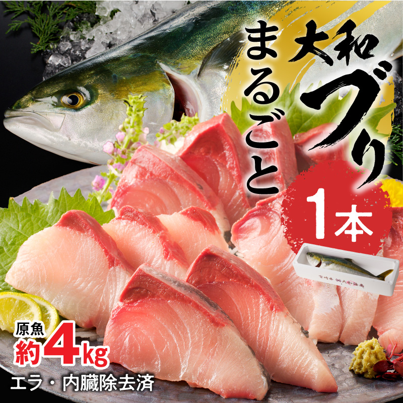 【10月～2月発送!!】まるごと一本！大和ブリ内臓処理済み刺身ぶりしゃぶ煮物 N072-YC131