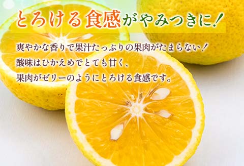 先行予約 新感覚シトラス 黄金柑 おうごんかん 計3kg以上 令和8年発送 期間限定 数量限定 希少 果物 くだもの フルーツ 国産 食品 柑橘 みかん 蜜柑 ゴールデンオレンジ デザート おやつ おすすめ おすそ分け 手土産 ギフト 贈り物 宮崎県 日南市 送料無料_AAV8-25