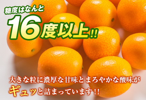 糖度16度以上 数量限定 完熟 きんかん たまたま 計1kg以上 傷み補償分入り 宮崎 期間限定 フルーツ 果物 くだもの ブランド 金柑 柑橘 令和8年発送 化粧箱入り 国産 食品 人気 おすすめ ギフト 贈り物 贈答 ご褒美 お祝い おすそ分け 日南市 送料無料_B215-23
