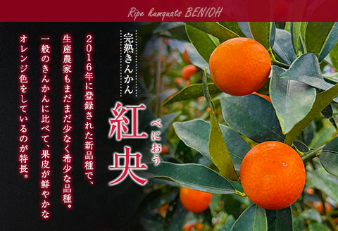 先行予約 訳あり 完熟 きんかん 紅央 計3kg以上 傷み補償分入り 数量限定 期間限定 訳アリ フルーツ 果物 くだもの 柑橘 金柑 おすすめ おすそ分け 国産 食品 デザート ブランド 希少 ご家庭用 ご自宅用 お取り寄せ 特産品 産地直送 宮崎県 日南市 送料無料_BAV7-25