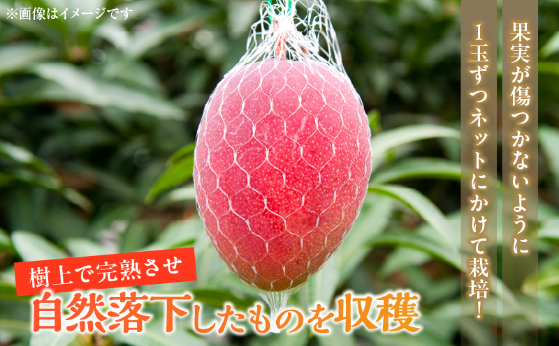 数量限定 宮崎県産 完熟マンゴー 2L×1玉 計350g以上 期間限定 フルーツ スイーツ 果物 くだもの 食品 グルメ デザート 国産 産地直送 人気 おすすめ おやつ 高級 ご褒美 贅沢 贈り物 ギフト プレゼント 令和8年発送分 宮崎県 日南市 送料無料_BA92-25 2L×1玉（計350g以上）