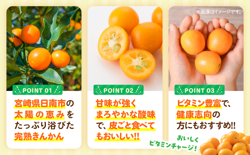完熟きんかん 計2kg 期間限定 数量限定 フルーツ 果物 くだもの 柑橘 金柑 国産 食品 デザート おやつ 甘露煮 ジャム まるごと 甘い ビタミン おすすめ ギフト プレゼント おすそ分け 産地直送 先行予約 令和8年発送 宮崎県 日南市 送料無料_BAV9-25
