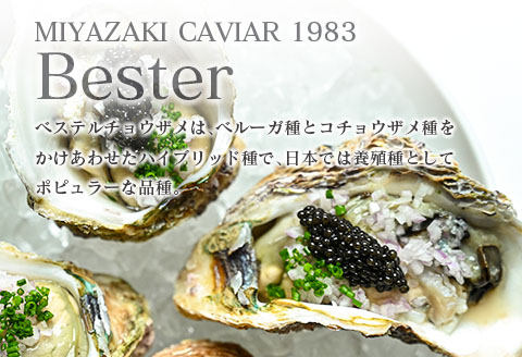 ≪年末年始限定≫ 本格熟成キャビア「宮崎キャビア1983 ベステル」計50g 魚卵 魚介 魚貝 国産 食品 加工品 新鮮 世界三大珍味 黒いダイヤ 希少 贅沢 海産物 おすすめ 高級 ご褒美 パーティー お祝い 記念日 人気 贈り物 贈答 特産品 冷凍 宮崎県 日南市 送料無料_HD3-23