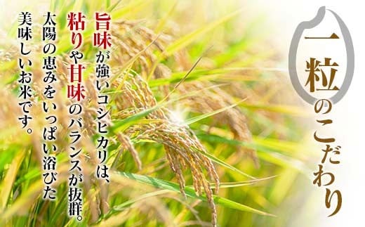 2週間以内に発送 早場米 コシヒカリ 計20kg 期間限定 日南市産 お米 ご飯 ライス 国産 令和7年産 人気 食品 精米 白米 こしひかり 有洗米 おにぎり お弁当 炊き込みご飯 雑炊 ギフト 贈り物 贈答 産地直送 宮崎県 日南市 送料無料_I30-25 計20kg