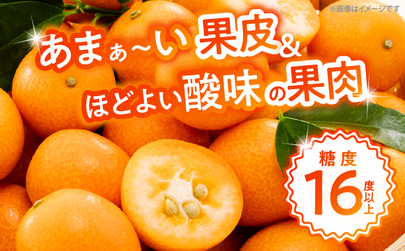 【1週間以内発送】ゴトウさんの 宮崎 完熟 きんかん 約550g(計35玉) 期間限定 フルーツ 果物 くだもの 金柑 柑橘 青果 キンカン 国産 食品 人気 おすすめ ギフト 贈り物 贈答 おすそ分け お礼 新鮮 産地直送 高糖度 甘い 選べる 宮崎県 日南市 送料無料_ZW2-25 約550g(35玉)寄附額4,000円