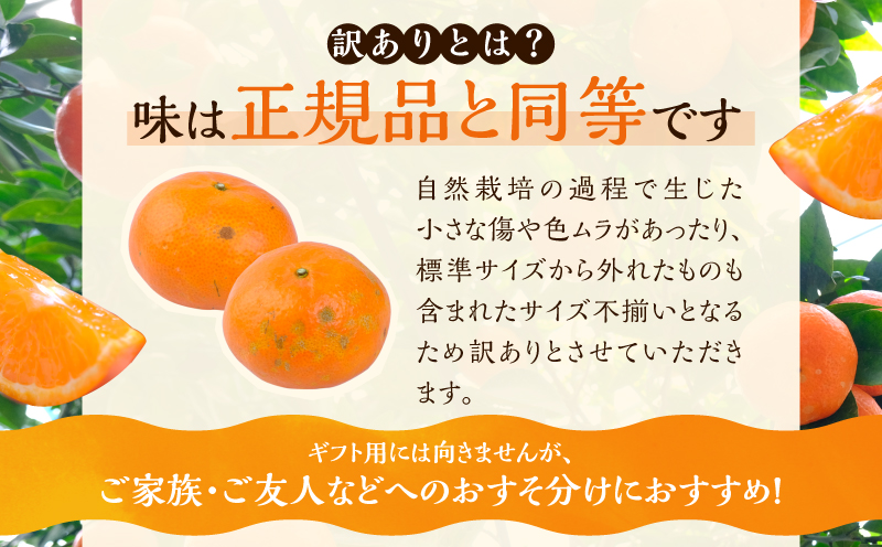 先行予約 訳あり アンコール 計3.8kg以上 傷み補償分付き 令和8年発送 期間限定 数量限定 フルーツ 果物 くだもの みかん オレンジ ジュース 柑橘 国産 食品 不揃い 傷 規格外 訳アリ 家庭用 おすそ分け おすすめ デザート おやつ 宮崎県 日南市 送料無料_AAV3-25