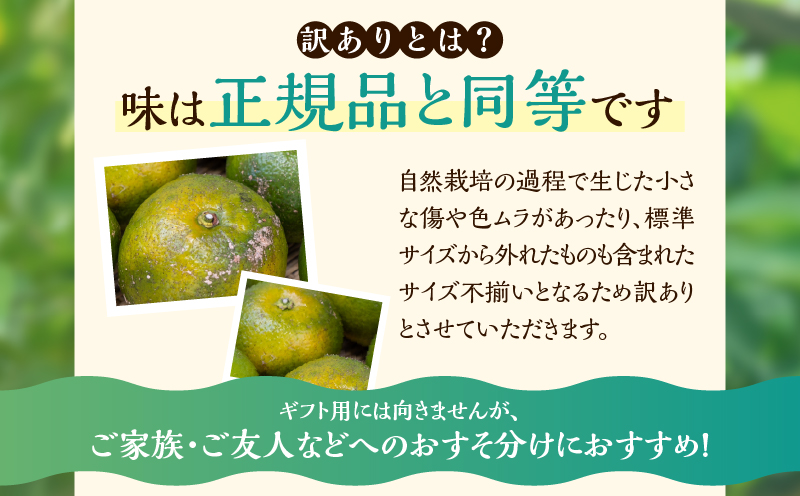 先行予約 訳あり 橙 だいだい 計3.8kg以上 傷み補償分入り 期間限定 数量限定 フルーツ 果物 くだもの みかん 柑橘 国産 食品 訳アリ 家庭用 おすそ分け おすすめ ポン酢 マーマレード ジャム 調味料 正月飾り 不揃い 傷 規格外 宮崎県 日南市 送料無料_AAV7-25