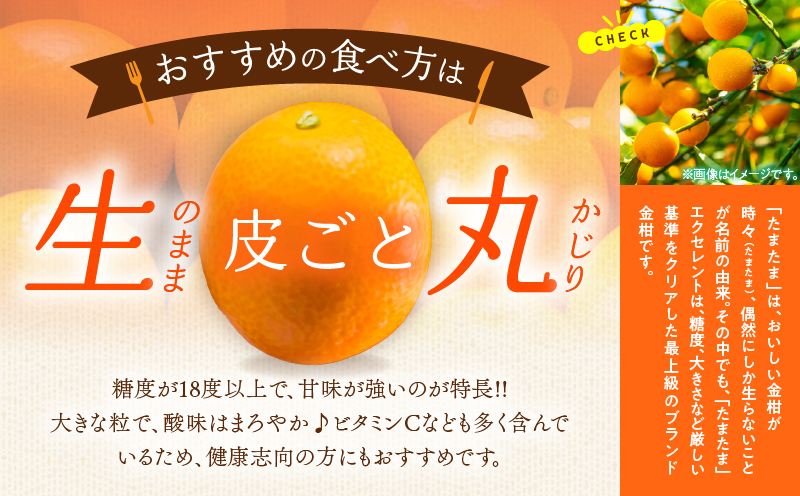 糖度18度以上!! 完熟きんかん たまたま エクセレント 計1kg 傷み補償分入り 期間限定 数量限定 フルーツ 果物 柑橘 金柑 国産 食品 A品 2L 最高級 ブランド 大粒 極甘 デザート おすすめ ギフト プレゼント 贈り物 贈答 先行予約 宮崎県 日南市 送料無料_CB115-25