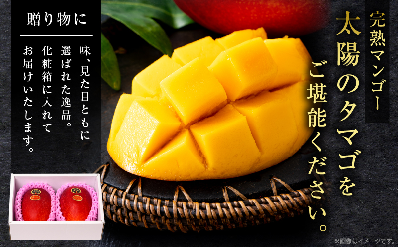 完熟マンゴー 太陽のタマゴ 4L × 2玉 期間限定 数量限定 宮崎 マンゴー フルーツ 果物 くだもの 国産 食品 ブランドマンゴー 糖度15度以上 希少 濃厚 デザート おすすめ 冷蔵 ご褒美 贅沢 おすそわけ 化粧箱入り ギフト 贈り物 贈答 日南市 送料無料_IG5-25