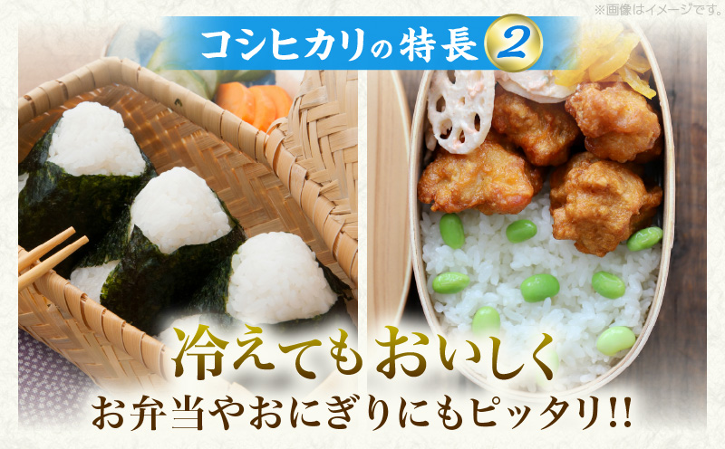 令和7年産 コシヒカリ 計800g お米 ご飯 ライス 国産 数量限定 人気 食品 精米 白米 こしひかり 有洗米 おにぎり お弁当 炊き込みご飯 雑炊 ギフト プレゼント 贈り物 お取り寄せ 産地直送 宮崎県 日南市 送料無料_ZVV2-25 計800g