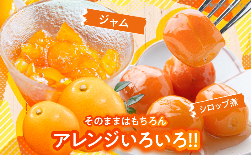 【1週間以内発送】ゴトウさんの 宮崎 完熟 きんかん 約550g(計35玉) 期間限定 フルーツ 果物 くだもの 金柑 柑橘 青果 キンカン 国産 食品 人気 おすすめ ギフト 贈り物 贈答 おすそ分け お礼 新鮮 産地直送 高糖度 甘い 選べる 宮崎県 日南市 送料無料_ZW2-25 約550g(35玉)寄附額4,000円