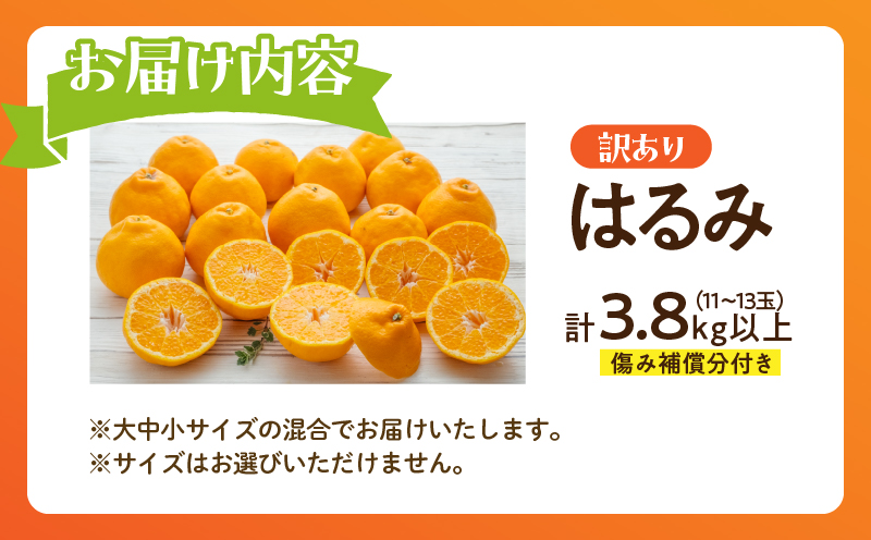 先行予約 訳あり はるみ 計3.8kg以上 傷み補償分入り 令和8年発送 期間限定 数量限定 フルーツ 果物 くだもの 柑橘 みかん オレンジ 国産 食品 デザート ジュース おやつ 希少 家庭用 不揃い 傷 規格外 訳アリ おすすめ おすそ分け 宮崎県 日南市 送料無料_AAV5-25