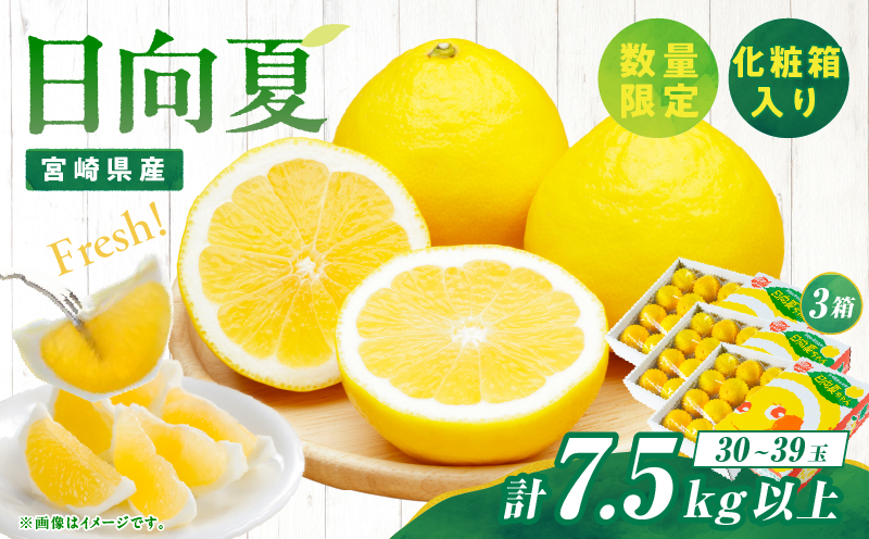 先行予約 日向夏 計7.5kg以上 化粧箱入り 期間限定 数量限定 果物 フルーツ くだもの 柑橘 みかん 令和8年発送 ジュース フルーツサンド おやつ デザート 国産 食品 おすすめ ギフト 贈り物 贈答 おすそ分け お祝い お返し 宮崎県 日南市 送料無料_E43-23 計7.5kg以上