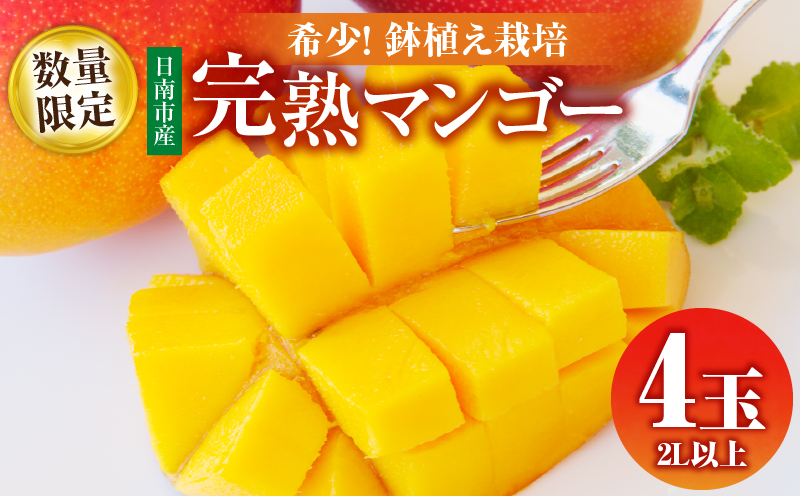 数量限定 希少 完熟マンゴー 鉢植え栽培 2L以上 × 4玉 フルーツ 果物 くだもの 期間限定 国産 食品 高糖度 濃厚 贅沢 上質 人気 おすすめ デザート おやつ ご褒美 お取り寄せ グルメ 贈り物 プレゼント ギフト お土産 お祝 宮崎県 日南市 産地直送 送料無料_FC16-25