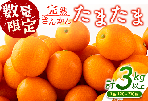 先行予約 数量限定 完熟きんかん たまたま 計3kg以上 (3kg×1箱) フルーツ 果物 くだもの 柑橘 金柑 国産 食品 期間限定 大粒 宮崎ブランド 希少 おすすめ デザート おやつ ギフト 贈り物 贈答 お返し お祝い おすそ分け 産地直送 日南市 送料無料 New返礼品 南国日南市からの贈り物 南郷包装たまたま_BC58-23