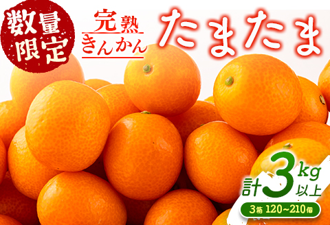 先行予約 数量限定 完熟きんかん たまたま 計3kg以上 (1kg×3箱) フルーツ 果物 くだもの 柑橘 金柑 国産 食品 期間限定 大粒 宮崎ブランド 希少 おすすめ デザート おやつ ギフト 贈り物 贈答 お返し お祝い おすそ分け 産地直送 日南市 送料無料 南郷包装たまたま_CC30-23