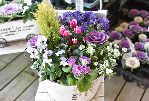 【お手軽ガーデニング】季節の寄せ植え（風の丘ガーデン） ギフト寄せ植え 贈答用寄せ植え 母の日 誕生日 記念