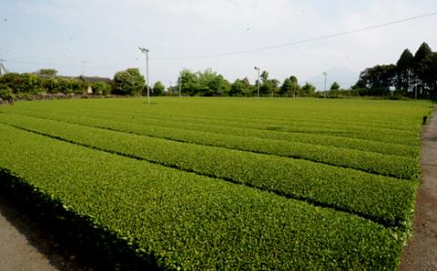 小林銘茶ギフトセット<東緑茶園>