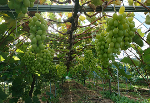 【産直もぎたて】シャインマスカットと旬のぶどうセット 1.8kg程度（国産 フルーツ 果物 くだもの ブドウ シャインマスカット 旬 贈答用 プレゼント 限定）