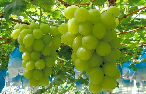 【数量限定】新鮮シャインマスカット2房 1kg程度（国産 フルーツ ぶどうブドウ 果物 くだもの 旬 2025 限定）