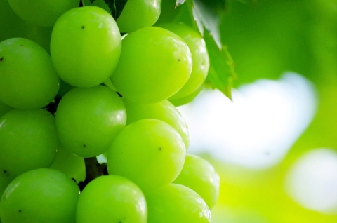 【令和7年発送・先行予約】シャインマスカット等と梨の詰め合わせセット 2kg（国産 フルーツ 果物 くだもの ブドウ ナシ 旬 2025 限定）