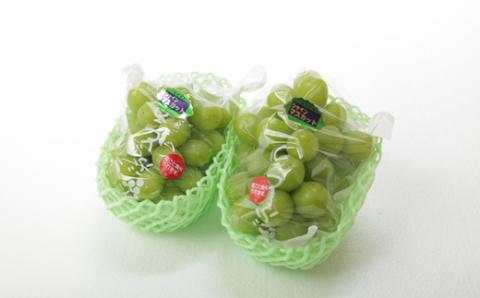 【令和8年発送 先行予約】新鮮シャインマスカット2房 1.1㎏程度（果実 フルーツ ぶどう マスカット 2026 先行受付 人気 限定 宮崎 小林市）