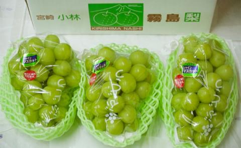 【令和8年発送 先行予約】贅沢シャインマスカット1.8kg程度（果実 フルーツ ぶどう マスカット 2026 先行受付 人気 限定 宮崎 小林市）