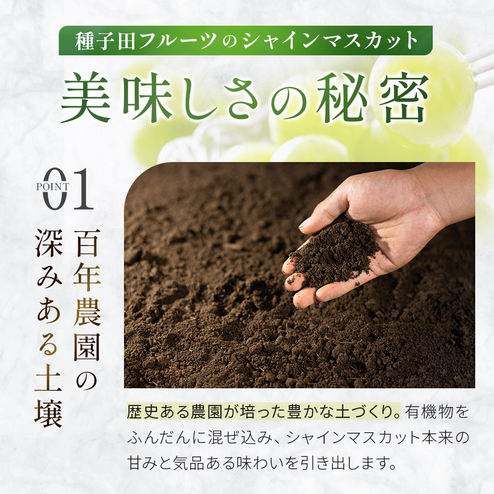 【先行受付・産直もぎたて】大玉 特選 シャインマスカット 800g（国産 フルーツ 果物 くだもの ブドウ ぶどう 旬 先行受付 2026 大玉 厳選 限定）