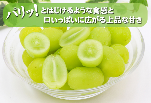 【先行予約 令和8年発送】シャインマスカットと梨のセット（フルーツ 果物 くだもの ブドウ ナシ 旬 先行受付 2026 贈答用 限定 産地直送）