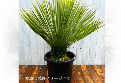 【ドライガーデンで人気】ユッカ・ロストラータ（ユッカ ドライガーデン 観葉植物 植物 観賞用 希少）