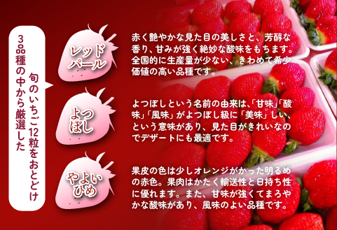 【生産者厳選】新鮮採れたて プレミアムいちご 12粒（苺 イチゴ いちご 大粒 フルーツ 2026 産地直送 贈答用 プレゼント 限定）