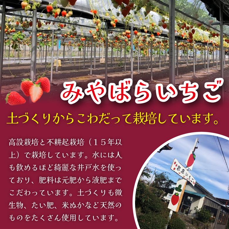 【先行受付】小林市産 朝摘み新鮮いちご 詰め合わせ （250g×2パック） 苺 イチゴ 果物 贈答用 プレゼント 先行予約