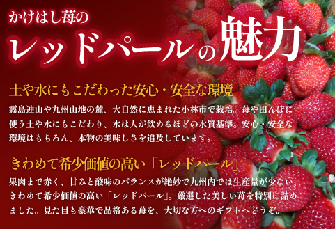 【大粒厳選】プレミアムいちご レッドパール 5粒（果物 フルーツ イチゴ 苺 いちご 大粒 大玉 贈答用 プレゼント 2026 期間限定）