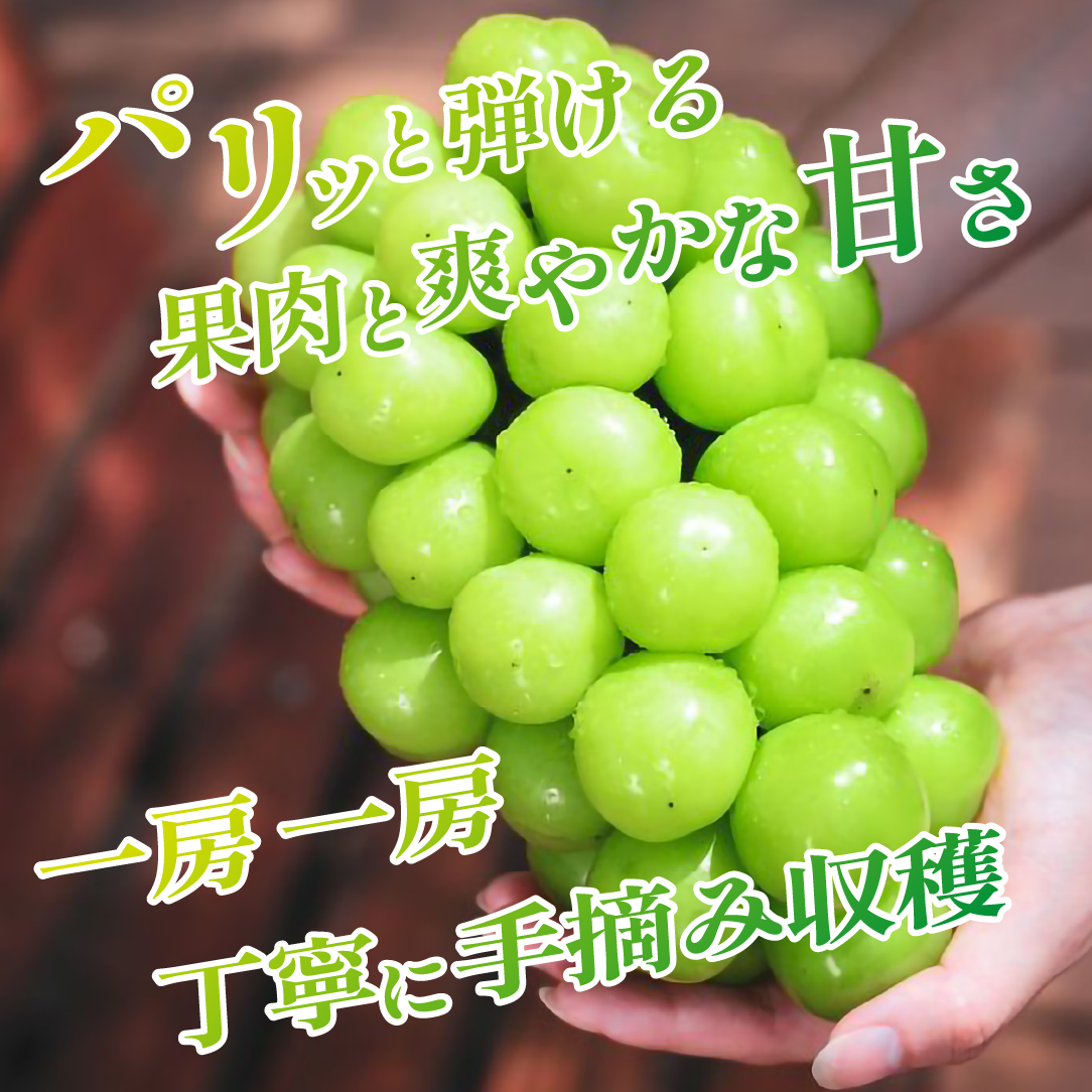 【2026年発送 先行予約】シャインマスカット 2kg程度（3～4房 ぶどう ブドウ マスカット フルーツ 果物 先行受付 数量限定）