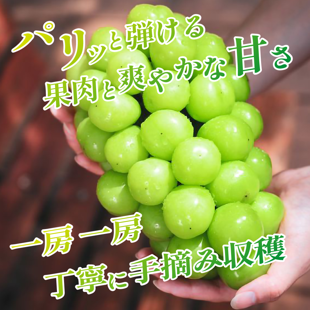 【2026年発送 先行予約】シャインマスカット 2房 1.4kg程度（ぶどう ブドウ マスカット フルーツ 果物 先行受付 限定）