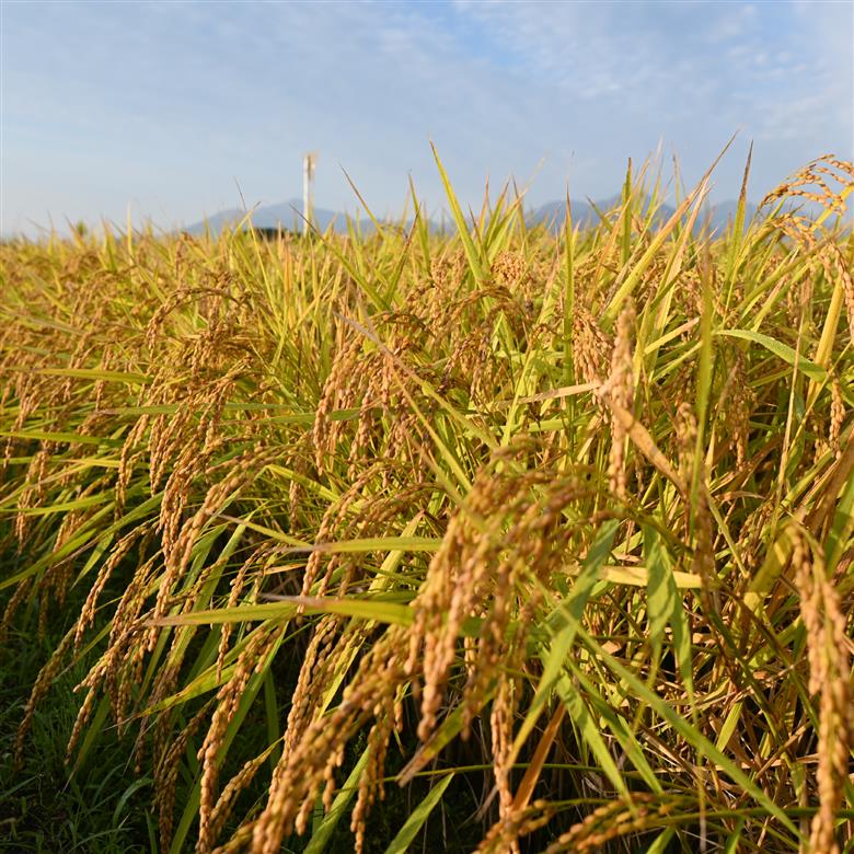 【生活応援米】湧水で育った小林市産ブレンド米 5kg（5kg×1袋 お米 米 ブレンド米 白米 精米 家庭用）