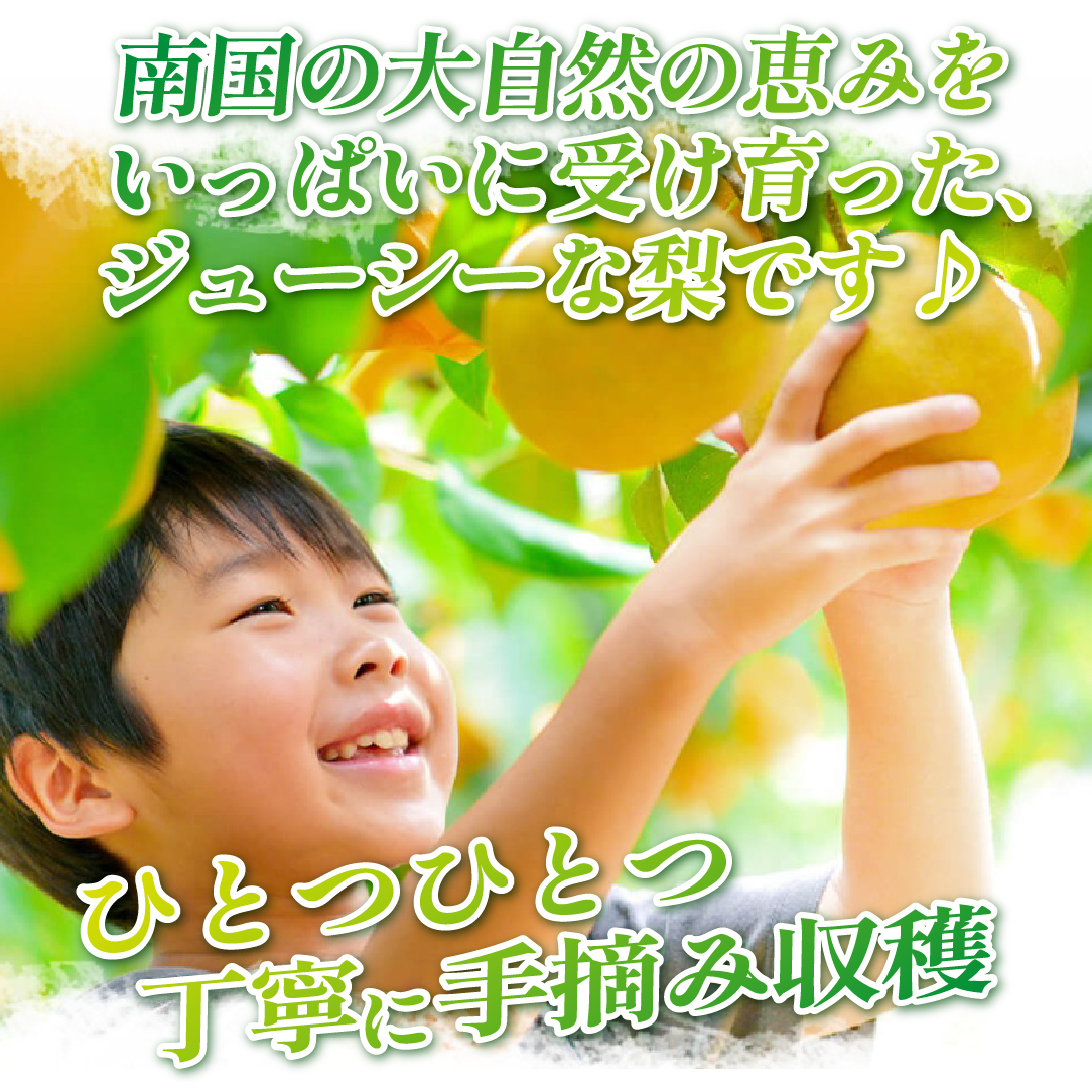 【2026年発送 先行予約】旬の梨詰め合わせ 4kg（梨 なし ナシ 果物 フルーツ 2026 先行受付 限定）