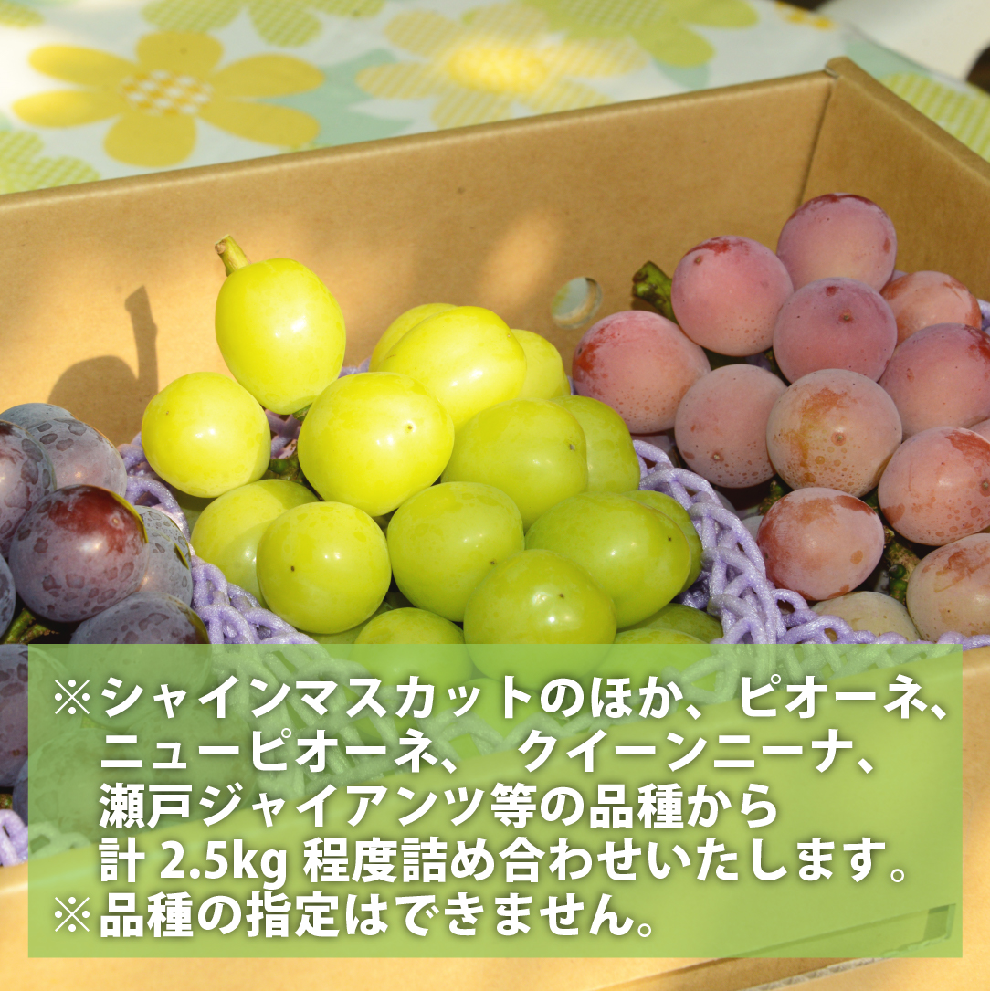【先行予約/2026年発送】シャインマスカット等の旬のぶどう詰め合わせ 2.5kg（シャインマスカット ぶどう ブドウ 果物 セット 詰め合わせ フルーツ 2026 贈答用 限定）